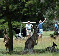 Glen Innes Golf Club - Accommodation Mount Tamborine
