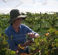 Kingsdale Wines - Accommodation Mount Tamborine