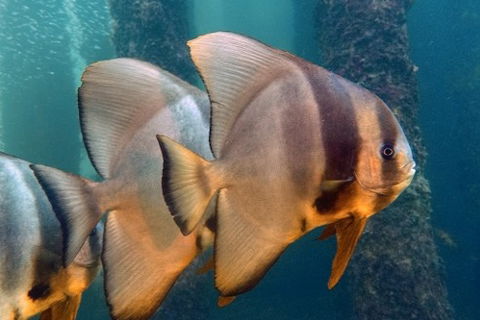 Busselton Jetty & Underwater Observatory Tour - Accommodation Mount Tamborine 5