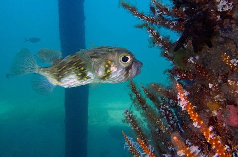 Busselton Jetty & Underwater Observatory Tour - Accommodation Mount Tamborine 6