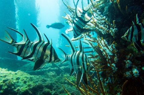 Busselton Jetty & Underwater Observatory Tour - Accommodation Mount Tamborine 8