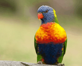 Booderee National Park - Accommodation Mount Tamborine 1