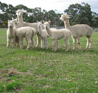 Blackgate Lodge Alpaca Stud - Accommodation Mount Tamborine