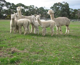 Blackgate Lodge Alpaca Stud - Accommodation Mount Tamborine 0
