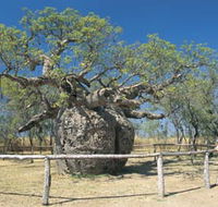 Boab Prison Tree - Accommodation Mount Tamborine