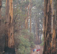 Beedelup National Park - Accommodation Mount Tamborine