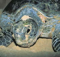 Turtle Nesting Season - Accommodation Mount Tamborine