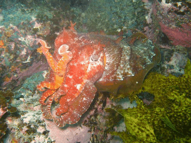 Jervis Bay Dive Charters - Accommodation Mount Tamborine