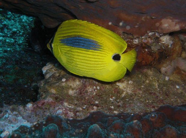 Jervis Bay Dive Charters - Accommodation Mount Tamborine 1