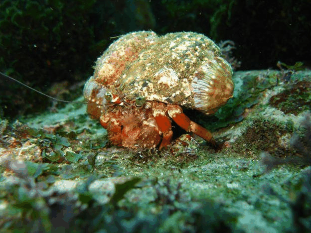 Jervis Bay Dive Charters - Accommodation Mount Tamborine 2