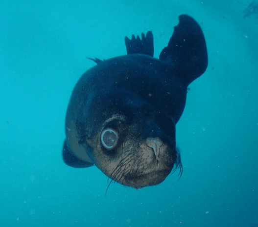 Jervis Bay Dive Charters - Accommodation Mount Tamborine 3