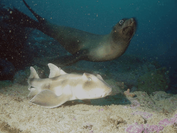 Jervis Bay Dive Charters - Accommodation Mount Tamborine 4