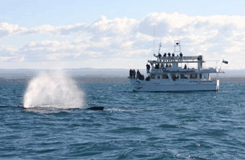 Dolphin Watch Cruises - Accommodation Mount Tamborine