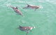 Dolphin Watch Cruises - thumb 1