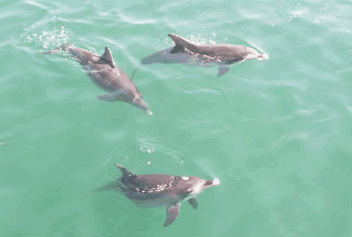 Dolphin Watch Cruises - Accommodation Mount Tamborine 1
