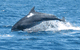Dolphin Watch Cruises - thumb 3