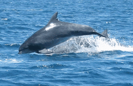 Dolphin Watch Cruises - Accommodation Mount Tamborine 3