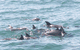 Dolphin Watch Cruises - thumb 4