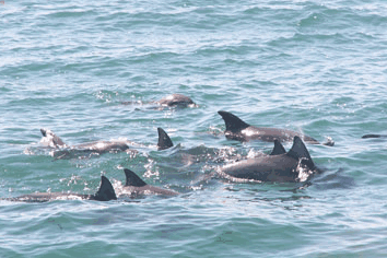 Dolphin Watch Cruises - Accommodation Mount Tamborine 4