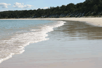 Dolphin Watch Cruises - Accommodation Mount Tamborine 5