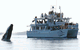 Dolphin Watch Cruises - thumb 6