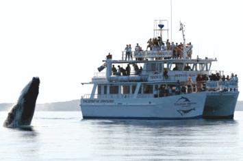 Dolphin Watch Cruises - Accommodation Mount Tamborine 6