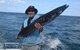 Jervis Bay Fishing And Charters - thumb 4