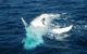 Dolphin Wild Cruises - thumb 0
