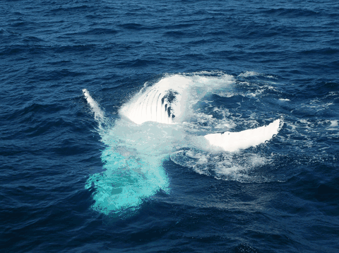 Dolphin Wild Cruises - Accommodation Mount Tamborine 0