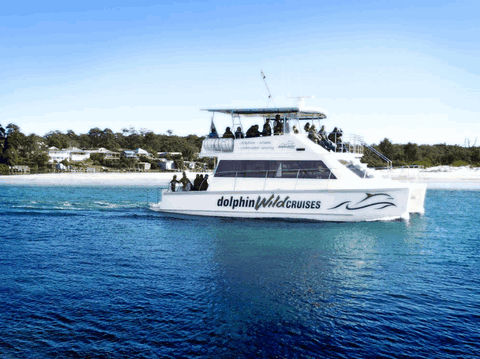 Dolphin Wild Cruises - Accommodation Mount Tamborine 1