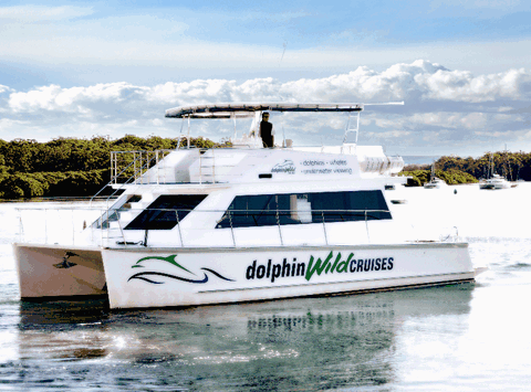 Dolphin Wild Cruises - Accommodation Mount Tamborine 2