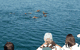 Dolphin Wild Cruises - thumb 3