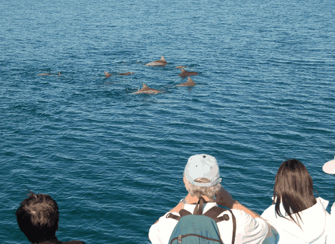 Dolphin Wild Cruises - Accommodation Mount Tamborine 3