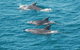 Dolphin Wild Cruises - thumb 5