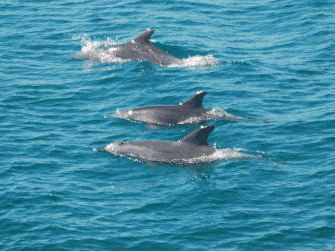 Dolphin Wild Cruises - Accommodation Mount Tamborine 5