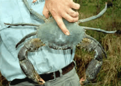 Whitsunday Crocodile Safari - Accommodation Mount Tamborine 0