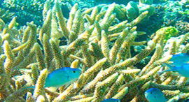 Reef Jet Cruises - Accommodation Mount Tamborine 5