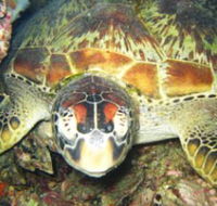 Adrenalin Snorkel and Dive - Accommodation Mount Tamborine