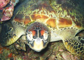 Adrenalin Snorkel And Dive - Accommodation Mount Tamborine 0