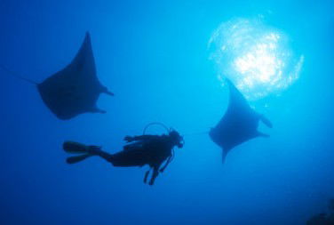 Adrenalin Snorkel And Dive - Accommodation Mount Tamborine 1