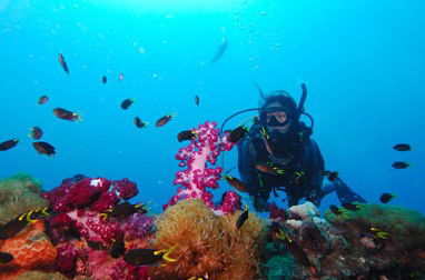 Adrenalin Snorkel And Dive - Accommodation Mount Tamborine 3