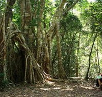 The Airlie Creek Track - Accommodation Mount Tamborine