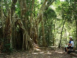 The Airlie Creek Track - Accommodation Mount Tamborine 0