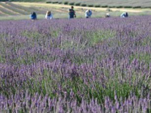 Aloomba Lavender - Accommodation Mount Tamborine 1