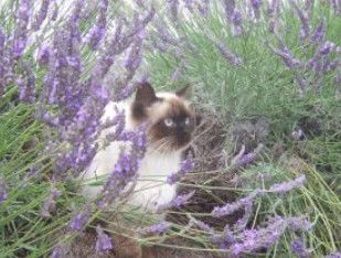 Aloomba Lavender - Accommodation Mount Tamborine 2