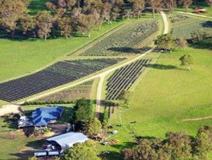 Aloomba Lavender - Accommodation Mount Tamborine 3