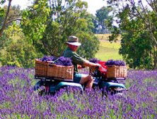 Aloomba Lavender - Accommodation Mount Tamborine 4