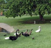 Anzac Park and Ululah Lagoon - Accommodation Mount Tamborine