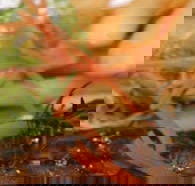 Hallam Hotel - Accommodation Mount Tamborine