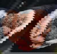 Feast and Forage - Craig's Royal Hotel - Accommodation Mount Tamborine